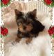 Yorkshire Terrier Puppies for sale in Bellevue, WA, USA. price: NA