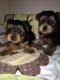 Yorkshire Terrier Puppies for sale in Coalville, UT 84017, USA. price: $300