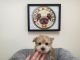 Yorkshire Terrier Puppies for sale in Pasadena, CA, USA. price: NA
