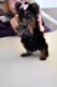 Yorkshire Terrier Puppies for sale in Winnipeg, MB, Canada. price: NA