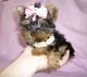 Yorkshire Terrier Puppies for sale in Lenexa, KS, USA. price: NA