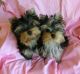 Yorkshire Terrier Puppies for sale in Clarksburg, WV, USA. price: NA
