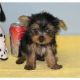 Yorkshire Terrier Puppies for sale in Milton, WV 25541, USA. price: NA