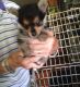 Yorkshire Terrier Puppies for sale in Concord, CA, USA. price: $500