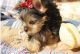 Yorkshire Terrier Puppies for sale in Concord, CA, USA. price: $500