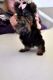 Yorkshire Terrier Puppies for sale in Yanceyville, NC, USA. price: NA