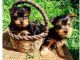 Yorkshire Terrier Puppies for sale in Orangeburg, SC, USA. price: NA