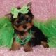 Yorkshire Terrier Puppies for sale in Frisco, TX, USA. price: NA
