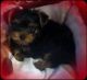 Yorkshire Terrier Puppies for sale in Garland, TX, USA. price: NA
