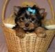 Yorkshire Terrier Puppies for sale in Lubbock, TX, USA. price: NA