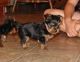 Yorkshire Terrier Puppies for sale in Pasadena, TX, USA. price: NA