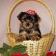 Yorkshire Terrier Puppies for sale in Richardson, TX, USA. price: NA