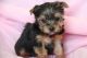 Yorkshire Terrier Puppies for sale in Fairfield, CA, USA. price: NA