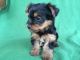 Yorkshire Terrier Puppies for sale in Idaho City, ID 83631, USA. price: NA