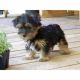 Yorkshire Terrier Puppies for sale in Parkersburg, IA 50665, USA. price: NA
