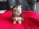 Yorkshire Terrier Puppies for sale in Augusta, MT 59410, USA. price: NA