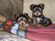 Yorkshire Terrier Puppies for sale in Hampstead, NH, USA. price: NA