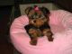 Yorkshire Terrier Puppies for sale in Belcourt, ND 58316, USA. price: NA