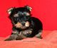 Yorkshire Terrier Puppies for sale in Peterborough, Peterborough, UK. price: NA