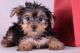 Yorkshire Terrier Puppies for sale in Attleboro, MA, USA. price: NA