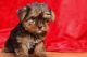 Yorkshire Terrier Puppies for sale in Big Stone City, SD 57216, USA. price: NA