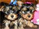 Yorkshire Terrier Puppies for sale in Bridgeport, WV 26330, USA. price: NA