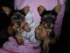 Yorkshire Terrier Puppies for sale in Yosemite National Park, California, USA. price: NA