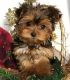 Yorkshire Terrier Puppies for sale in Georgetown, DE 19947, USA. price: NA