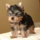 Yorkshire Terrier Puppies for sale in Chittenden, VT, USA. price: NA