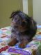 Yorkshire Terrier Puppies for sale in Austonio, TX 75835, USA. price: NA