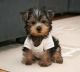 Yorkshire Terrier Puppies for sale in Palmdale, CA, USA. price: NA