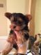 Yorkshire Terrier Puppies for sale in Anacostia, Washington, DC 20020, USA. price: NA