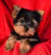 Yorkshire Terrier Puppies for sale in Albany, MN 56307, USA. price: NA