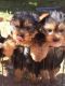 Yorkshire Terrier Puppies for sale in Meadville, MS 39653, USA. price: NA