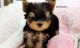Yorkshire Terrier Puppies for sale in Akiachak, AK, USA. price: NA