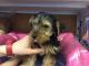Yorkshire Terrier Puppies for sale in Ashland, VA 23005, USA. price: NA