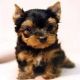 Yorkshire Terrier Puppies for sale in Brownsville, TX, USA. price: NA