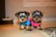 Yorkshire Terrier Puppies for sale in Waco, GA, USA. price: NA
