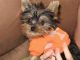 Yorkshire Terrier Puppies for sale in Shreveport, LA, USA. price: NA