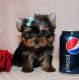 Yorkshire Terrier Puppies for sale in Grand Prairie, TX, USA. price: NA