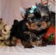 Yorkshire Terrier Puppies for sale in Abernathy, TX 79311, USA. price: NA