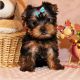 Yorkshire Terrier Puppies for sale in Addison, TX, USA. price: NA