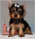 Yorkshire Terrier Puppies for sale in Albany, TX, USA. price: NA