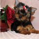 Yorkshire Terrier Puppies for sale in Woodville, TX 75979, USA. price: NA