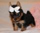 Yorkshire Terrier Puppies for sale in Texas, Belleville, MI 48111, USA. price: NA