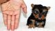 Yorkshire Terrier Puppies for sale in Valentine, TX 79854, USA. price: NA