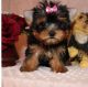 Yorkshire Terrier Puppies for sale in Milford, TX 76670, USA. price: NA