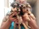 Yorkshire Terrier Puppies for sale in Essex, CT, USA. price: NA