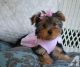 Yorkshire Terrier Puppies for sale in North Charleston, SC, USA. price: NA