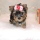 Yorkshire Terrier Puppies for sale in Eleele, HI, USA. price: NA